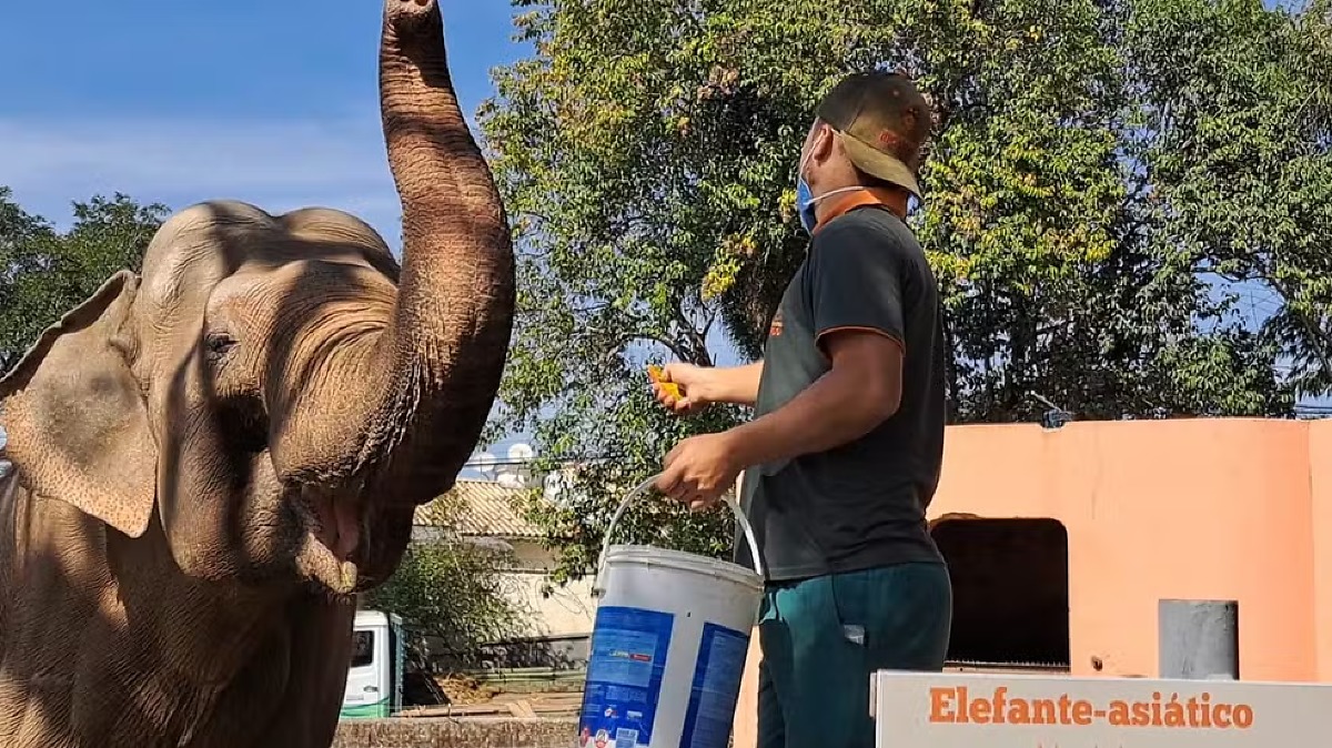 Elefante de 53 anos que vivia sozinho em zoológico de SP vai morar no Santuário em Chapada dos Guimarães