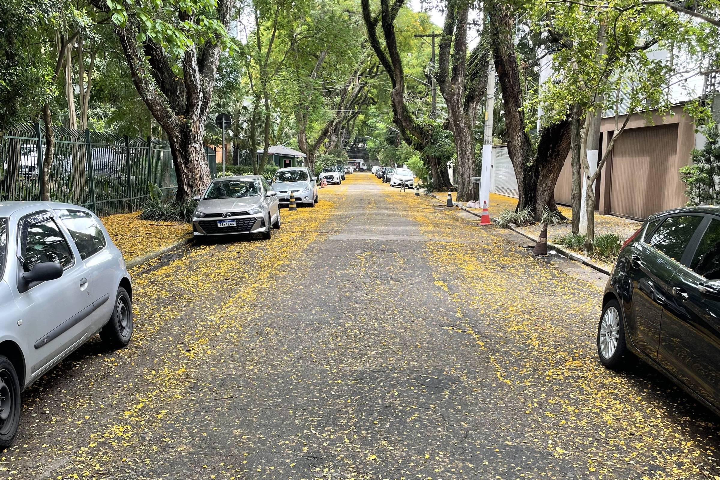 Com flores nas ruas, outubro é ótimo mês para correr