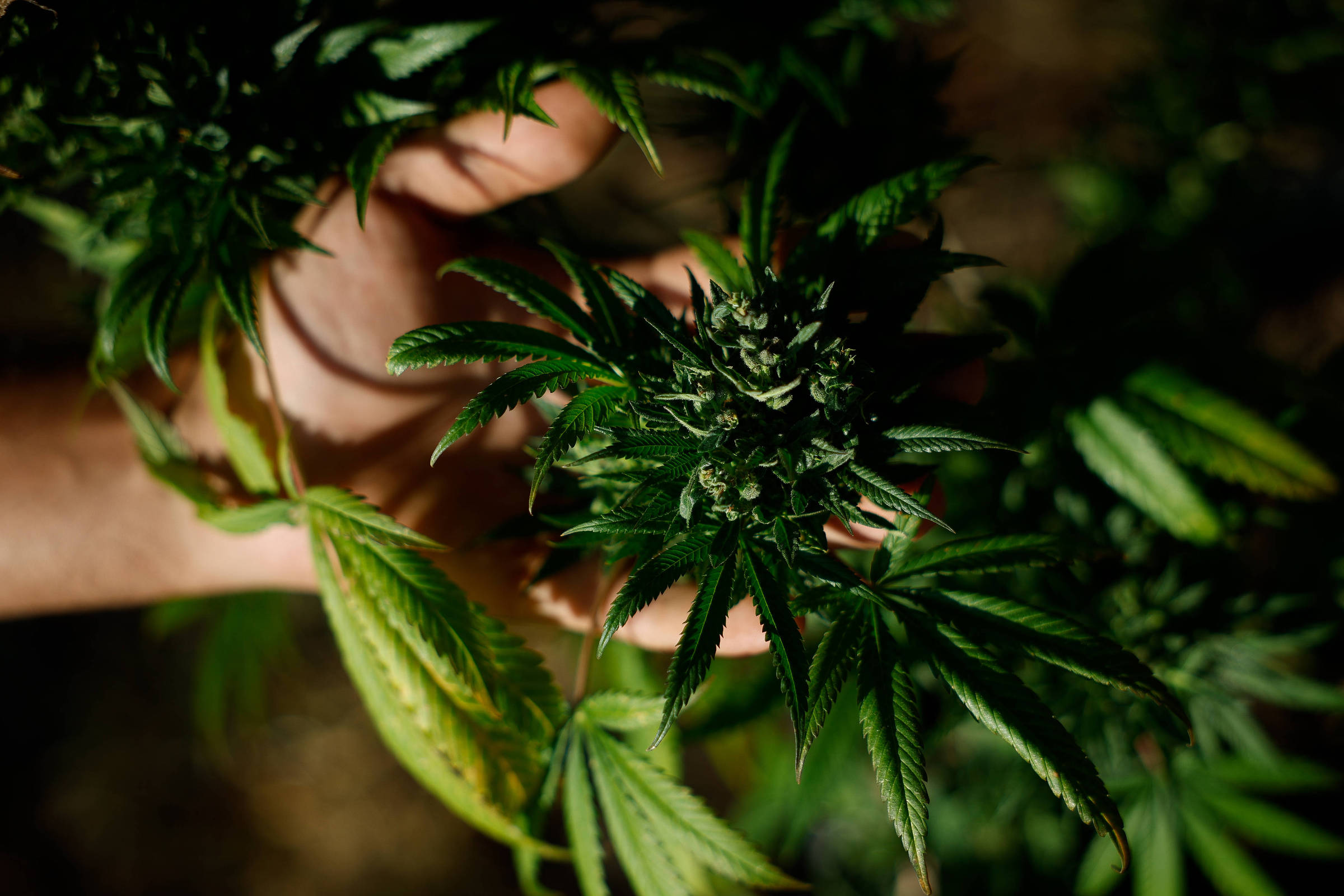 Planos de saúde não são obrigados a cobrir tratamento com Cannabis, decide STJ