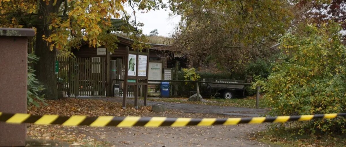 Menina de 8 anos é atacada por lobo em zoológico na Alemanha