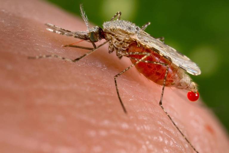 Empresa chinesa cria aparelho com IA e laser para caçar mosquitos